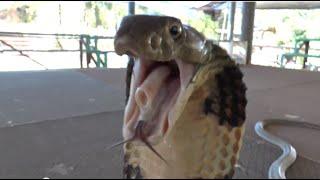 Reptile Reality Thailand part 1