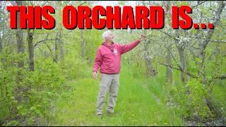 15 year old PERMACULTURE ORCHARD Tour