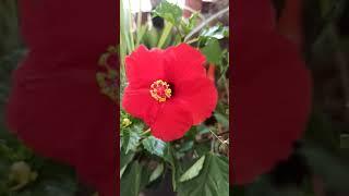 Gardening with geet kumar English/Hindi#Shorts