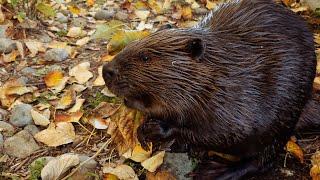 Beaver Food Searching And Eating Plus Looking At Camera