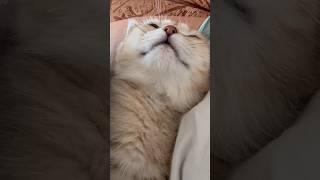 Cat Lada | Cat Sound #shorts #kitten #cute #viral #cat #cutecat