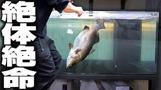 【引越し】死の危険がある毒薬を大量に使って成長しすぎた巨大魚を水槽から取り出してみた