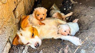 LTT Animal || Urgent Rescue: Weak Mom Dog & Puppies Find New Hope, From Crevice to Recovery