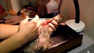 How to give an Ostrich chick vitamin shot - Raising Ostrich chicks