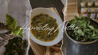 Spring Is Here | Making Nettle Healthy Soup  | Silent Vlog #21