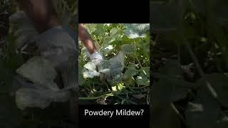 Powdery Mildew Treatment #Shorts