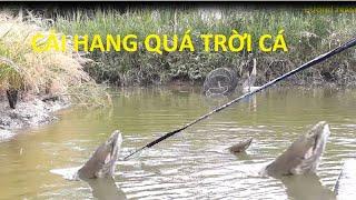 Kích Cá #72 | Trúng Bầy Cá Khủng Trong Cái Hang | Wringing Giant Fish In A Cave