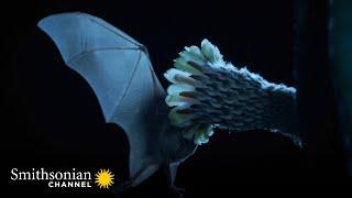 This Cactus Only Opens Its Petals One Night a Year  Epic Animal Migrations | Smithsonian Channel