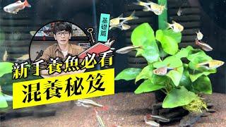 新手養魚 混養必看秘笈【基礎篇】