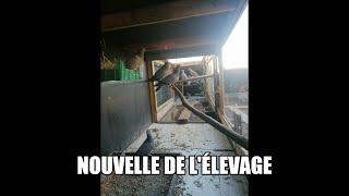 Nouvelle de l'élevage