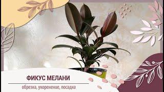 Фикус Мелани| Обрезка| Укоренение| Посадка