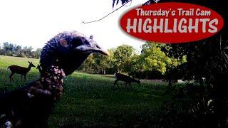 I Ain't Chicken: Thursday's Trail Cam Highlights 9.26.24