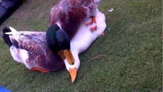 The Mighty Duck Gangbang