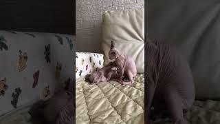 Котики-борцы #shorts #сфинкс