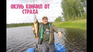 "ВОЗБУЖДЁННЫЕ" окуни реки Тавда