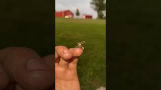 Preparing for liftoff. #lightningbug #firefly #bug #outdoors #animals #insects #cool #takeoff #fly