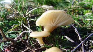 Hygrocybe russocoriacea