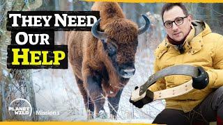 We found a way to protect the mighty European Bison