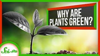 Why Are Plants Green Instead of Black?