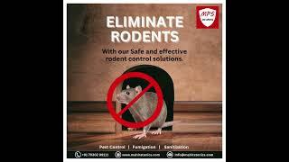 Eliminate rodents from your home with our professional services! #nomorepests #hygienickitchen