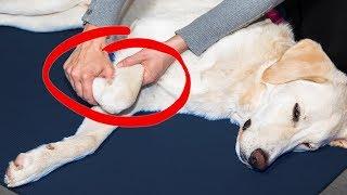 Joint Pain in Dogs? Try This! | Ultimate Pet Nutrition - Dog Health Tips