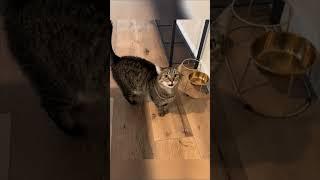 He Perfectly Miscalculated the Aim