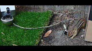 Chipmunk hiding the entrance to her burrow! (The Adventures of Mellie the Talking Chipmunk)