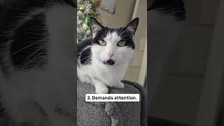 4 reasons not to adopt a tuxedo cat.  audio: chronicles_of_kitty #shorts #tuxedocat #felinefacts