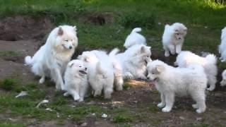 Samojedenfamilie beim Spiel mit Welpen