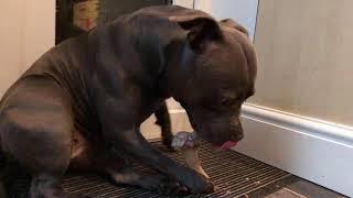 Blue Staffordshire Bull Terrier Is Eating A Bone