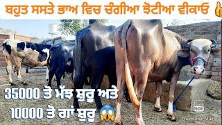 4 ਝੋਟੀਆ ਅਤੇ 2 ਗਾਵਾਂ ਸਸਤੇ ਭਾਅ ਵਿਚ। Buffalo and cow for sale/vadiya farm/18-11-22