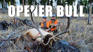 Opener Bull || My Dad's Best General Area Bull