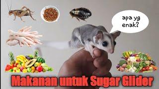 Makanan yang Bagus untuk Sugar Glider - Tips Cara Pemberian Makan untuk Sugar Glider