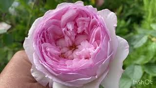 Garden in May |David Austin Mill on the floss| Compassion rose