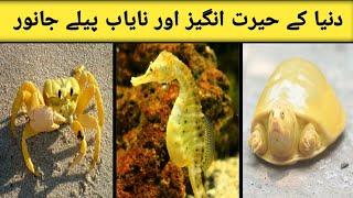 7 most rare and beautiful yellow animals| دنیا کےنایاب پیلے جانور |