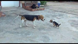 Beagle puppy gives an adult, the runaround...