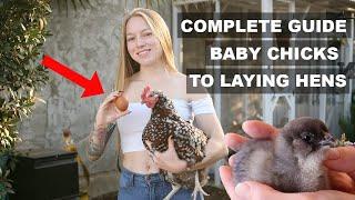 EVERYTHING on Raising CHICKS to Egg Laying HENS - Chick Brooder to Chicken Coop for Beginners