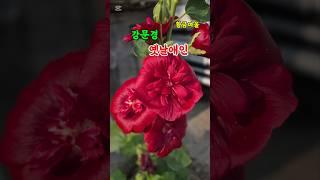 강문경 옛날애인