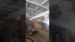 #КОЗЬЯ ФЕРМА В СИБИРИ#