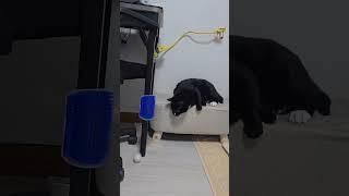 나른한 고양이의 반전 끝까지 봐주세용️ ㅋㅋㅋㅋ웃김 #고양이의일상 #턱시도냥이 #잔망 #코리안쇼트헤어 #고양이웃긴영상 #catoftheworld #catshorts