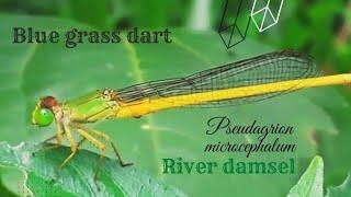 Blue grass dart|Blue riverdamsel|Blue sprite|Pseudagrion microcephalum