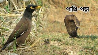 সুন্দরবনের পাখিদের দেখা যায় নানা রকম ভঙ্গিমায় | birds of sundarban @SundarbanKarcha