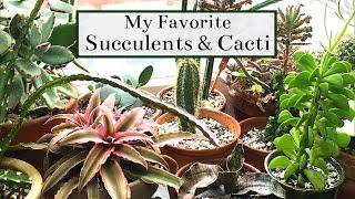 My Favorite Succulents & Cacti | 2019