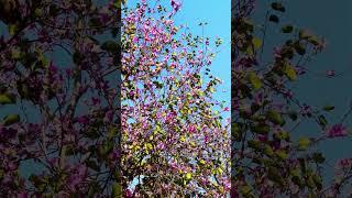 Many beautiful flowers and birds chirping #flowers
