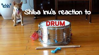 Shiba Inu's reaction to a drum!