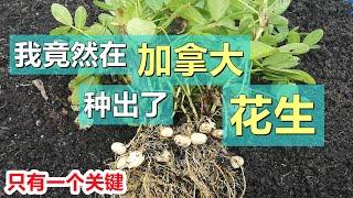 手把手教您在寒冷地区【种花生】从种子到收获 How to grow peanuts in cold regions