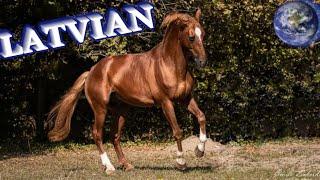 TOP Beautiful Latvian Horse in the World!