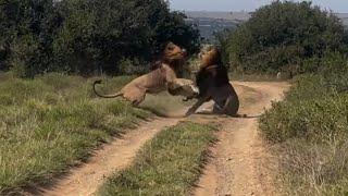 Dark Mane Male Lions Fight for Dominance | Gamka & Kambro | Kareiga South Africa