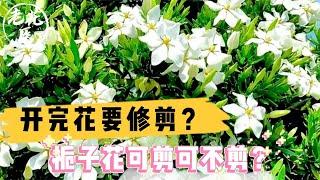 开完花要修剪？栀子花可剪可不剪？栀子花养护教学！