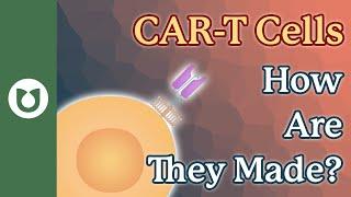 What are CAR-T cells? How are they made? #myeloma